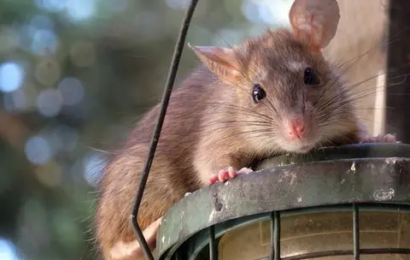  Qu’est-ce qui attire spécifiquement les rats dans nos espaces ?
