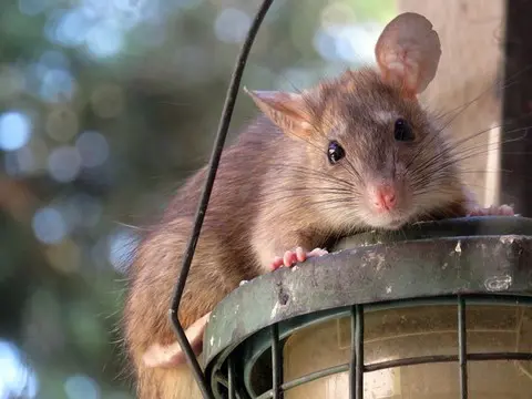  Qu’est-ce qui attire spécifiquement les rats dans nos espaces ?